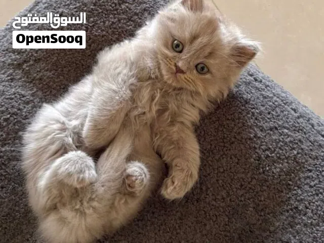 قط سكوتش ستريت ذكر للبيع العمر شهرين فقط