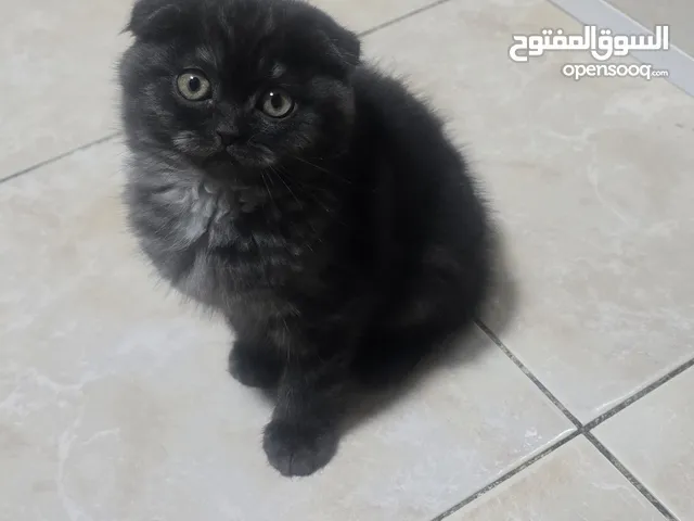 ذكر سكوتش دبل فولد للبيع بسعر مناسب و السعر قابل للتفاوض