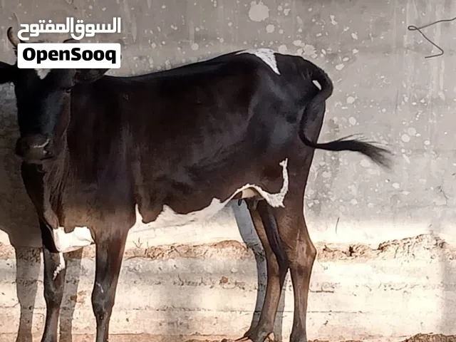 بجر ترهم كصابه جني سمينه كلش  جايبه بطن وحده شرط