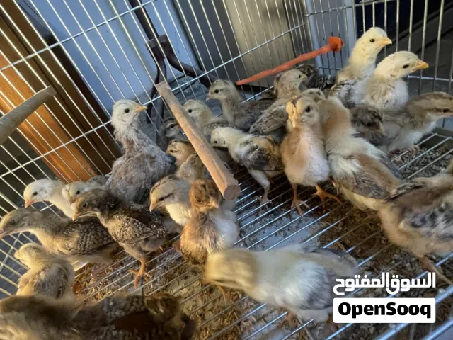 أفراخ دجاج كويتي للبيع