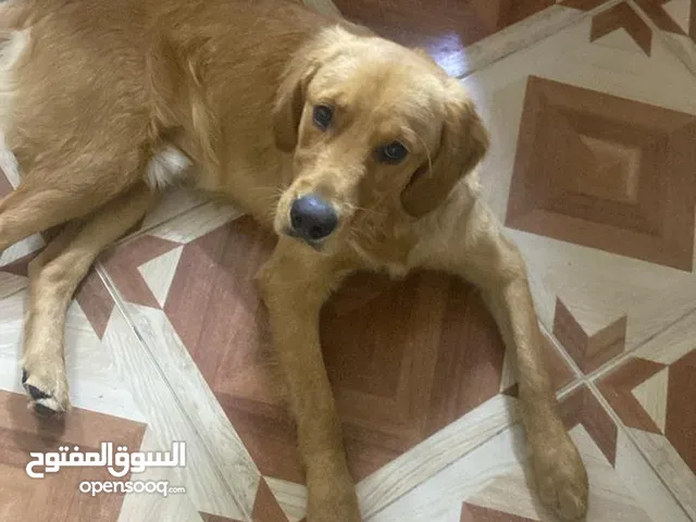 جولدن ريتفر للبيع