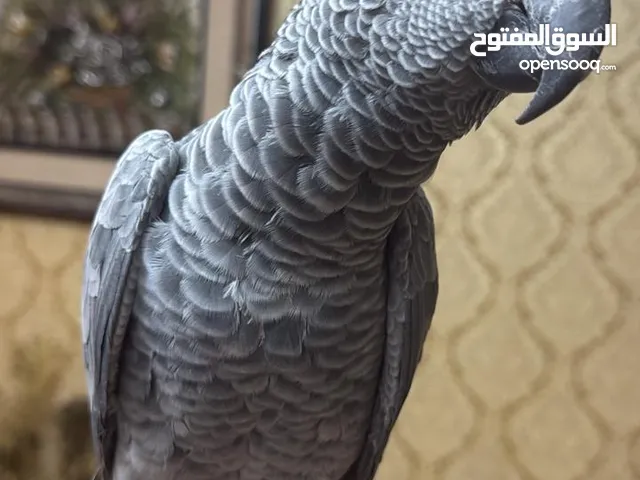 للبيع ببغاء كاسكو أفريقي رمادي – عمر 13 شهر فقط" أليف، نظيف، وصحة ممتازة"