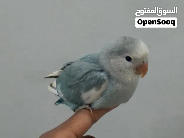 طرف بركاديلو مروض للبيع