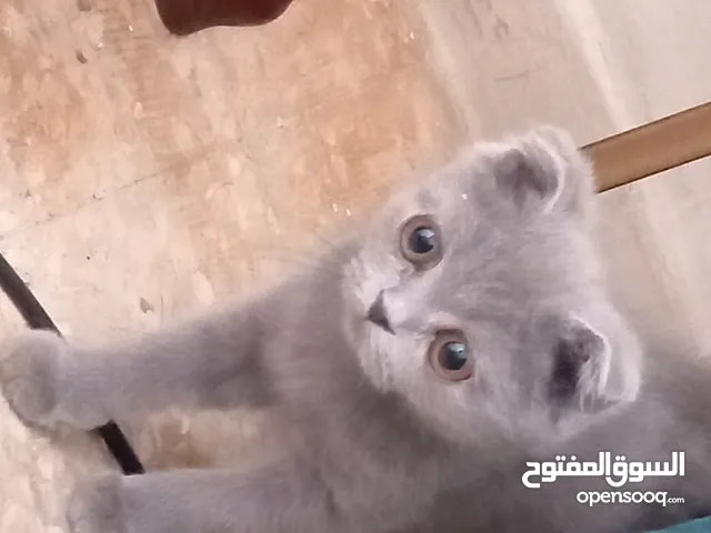 قطتين للبيع وحده أنثى سكوتش فولد عمر شهرين ماخده مطعوم واحد وذكر سكوتش ستريت