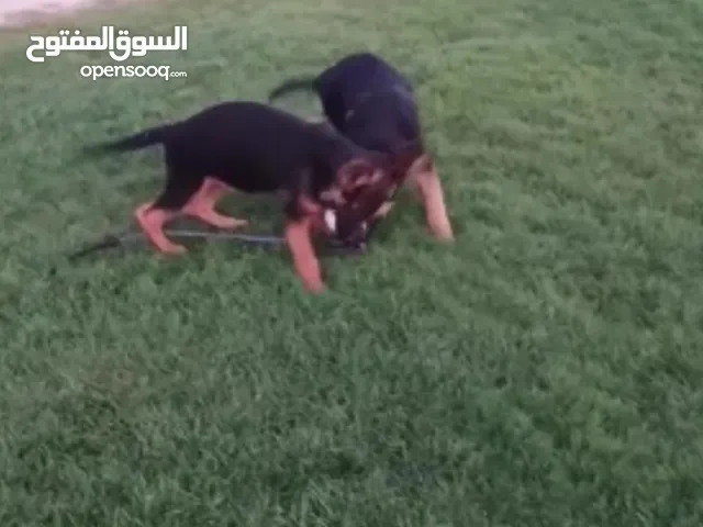 جيرمنً شولاين