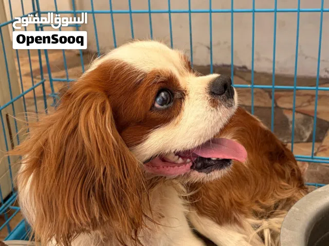 كلب كافالير كينج تشارلز للبيع