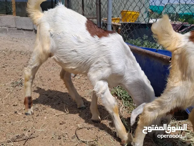 بيع ماعز وتيس