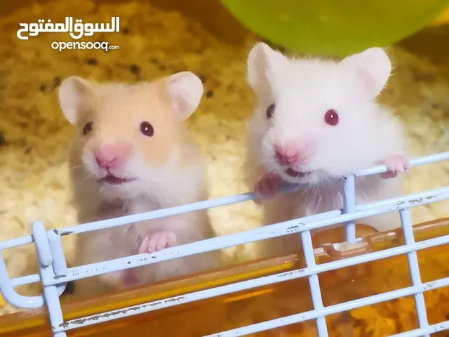 هامستر لطيف للبيع احجام