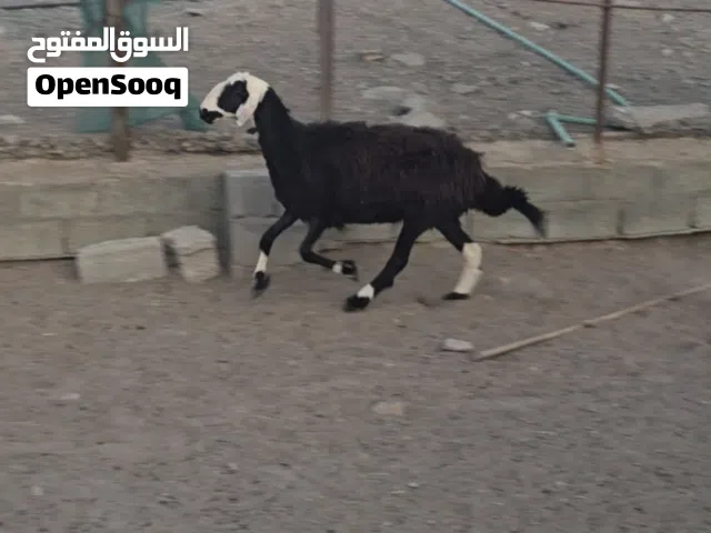للبيع جاعده عاقر