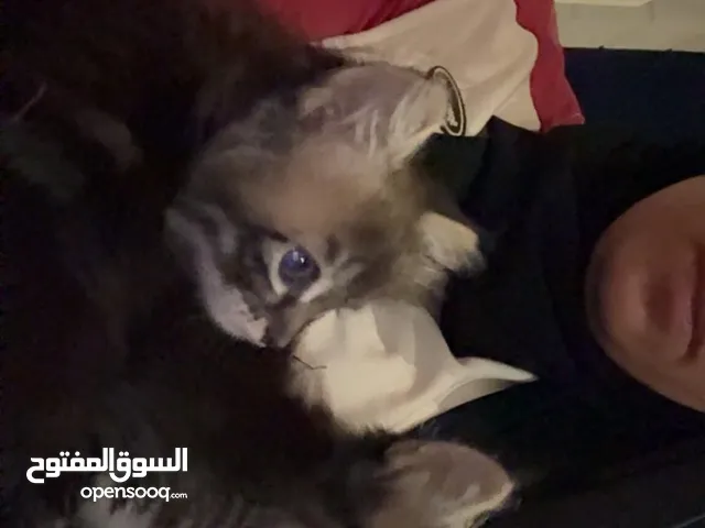 قطط سكوتش.