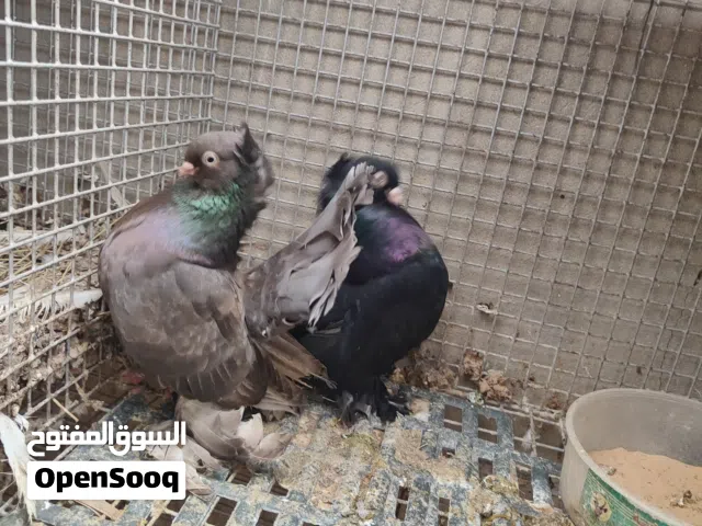 كوبيه رواسي تبارك الله