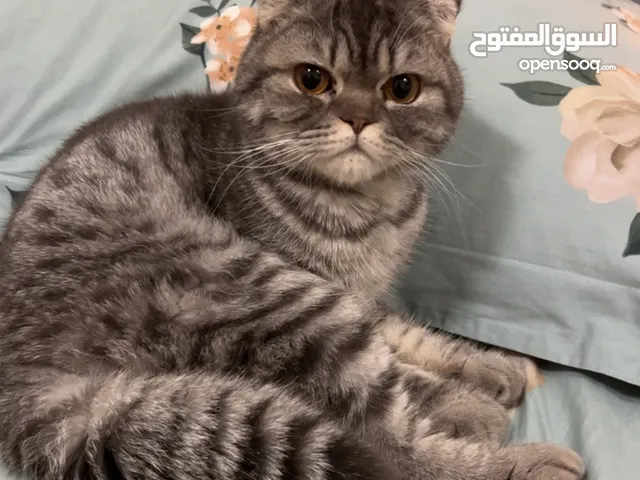 قطتين سكوتش فولد ذكور العمر 10 شهور two cats brother’s scotch fold