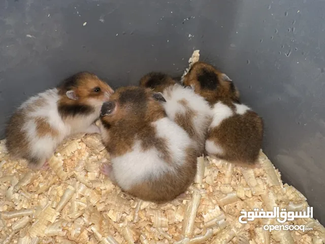 هامستر ام مع عيالها للبيع
