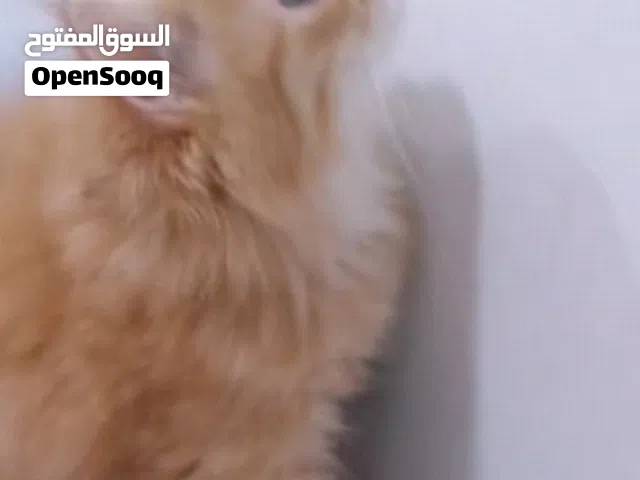 قطتان من ام واب شيرازي لونج هير لعوبات  55ريال
