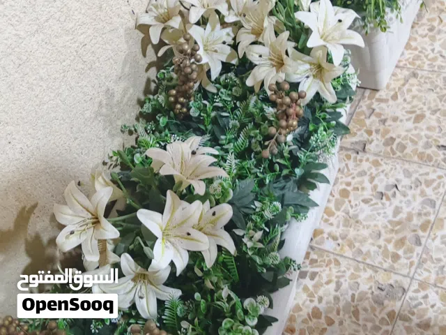 زهره اصطناعيه كلش قوه ونضيف