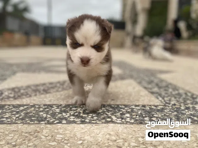 كلاب هسكي سيبيري للبيع في القدس