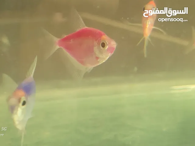 4 أسماك تترا ملونات   ابحث في النت glofish عشان تفهم  واتس