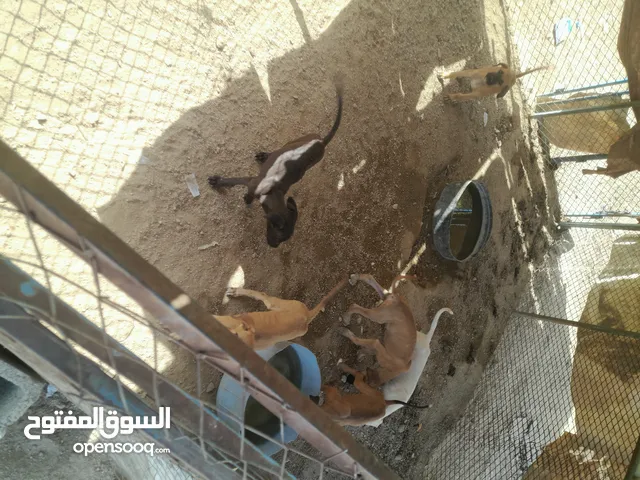 سلوقي انقليزي