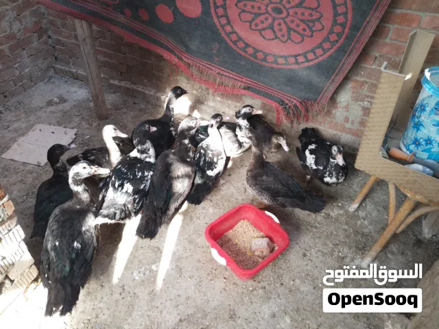 بط مسكوفي للبيع