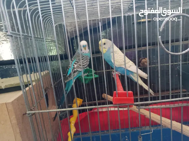 عصافير للبيع