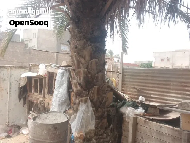 السلام عليكم متوفر 4نخلات للبيع