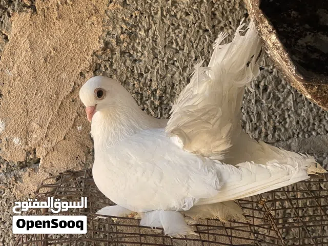 تلاته طروف روسي درجة