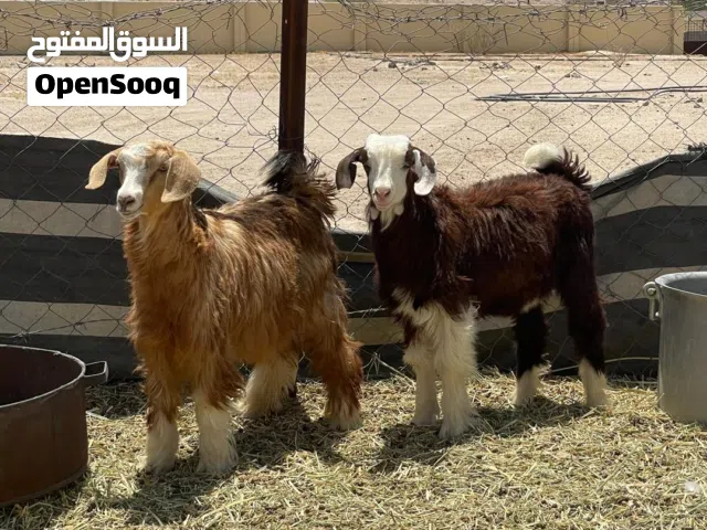 صخله وتيس من حلال الرحبي