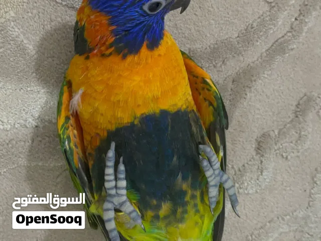 فرخ لوري رينبو نهاية عس.
