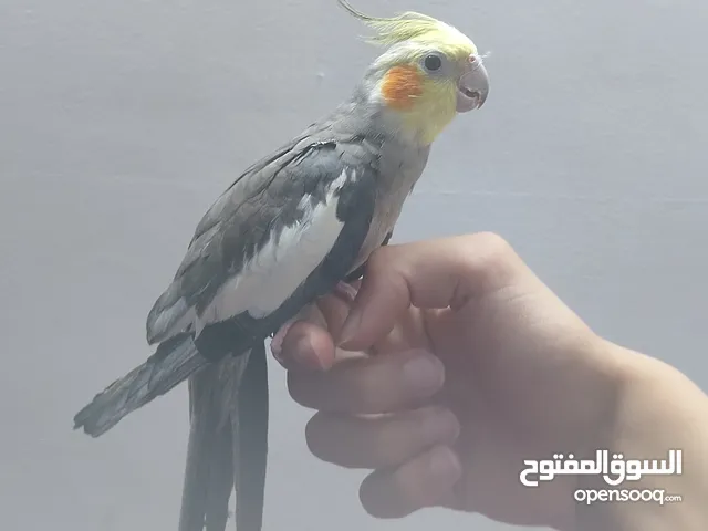 متوفر ذكر كوكتيل اليف الطير ماشاء الله نشيط واليف وما بعض ابدا ما بعرف اشي اسمو عض اليف وحبوب