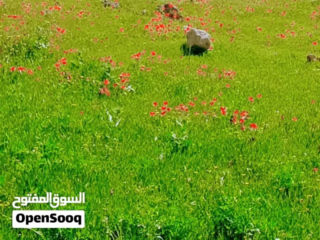 Farm Land for Sale in Zarqa Sarout