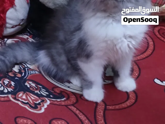 ولد وبنت مون فيس