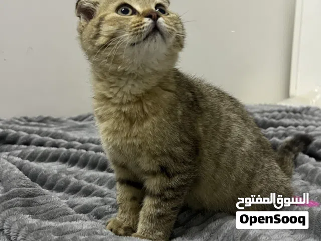 بيع قطط صغيره