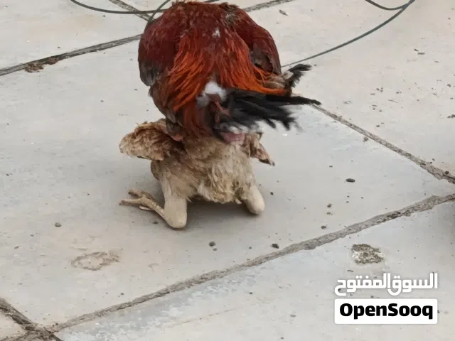 دجاج عرب اصيل للبيع بياض