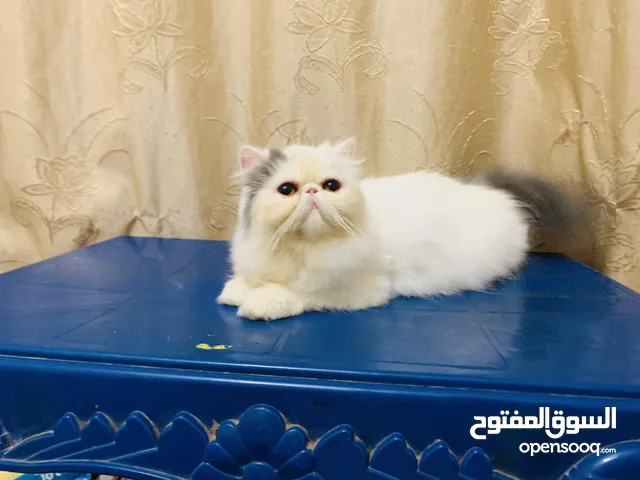 قطة بيكي فيس منتجه وحامل