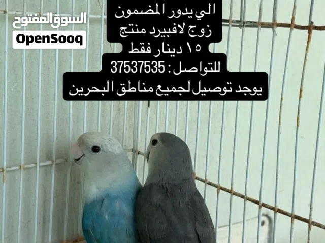 2- زوج لافبيرد منتج  15 دينار فقط