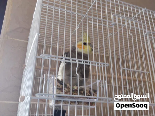 كوكتيل معها القفص سعر