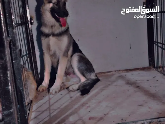 كلب جيرمن سلفر عمر اربع اشهر