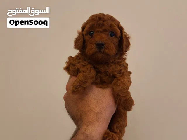 korean toy poodle T_cup جراء توي بودل كوري تيكب اصغر حجم