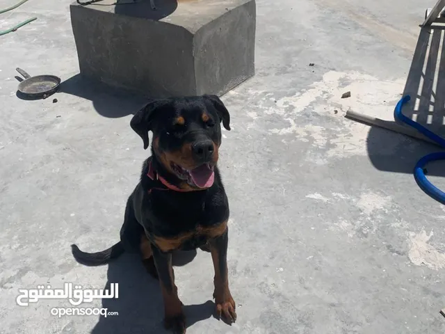 ذكر روت وايلر امريكي عمر 11شهر