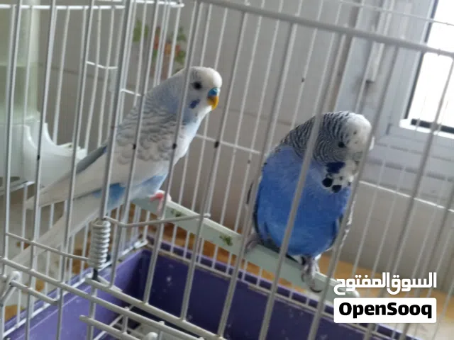 كوبية بقالينو للبيع