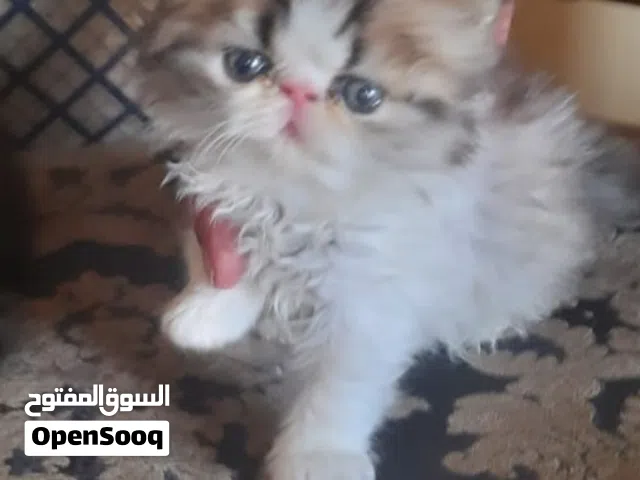 كتن شيرازي بيكي فيس اصول مستورده