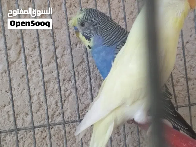 جوز حب نخب