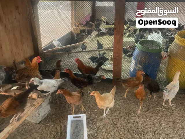 دجاج بلدي للبيع