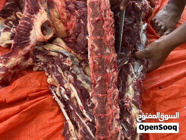 ذبح اليوم فجر متبقي 15 من فقط