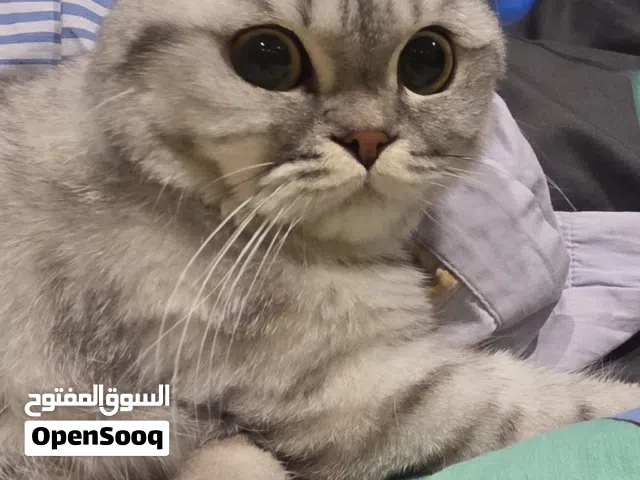 سكوتش فولد بيور