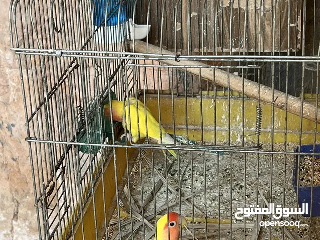 جوز روز لاتينيو انتاج ماكينة صلاة نبي