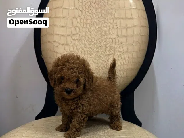 TOP quality Poodle puppies