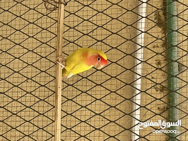 روز مانجو اقراء الوصف
