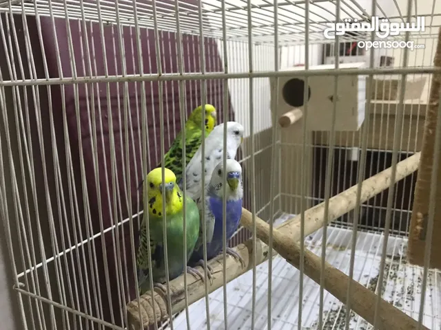 Budgie Breeding pair for Sale