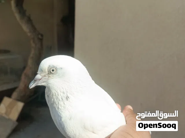 حمام باكستاني